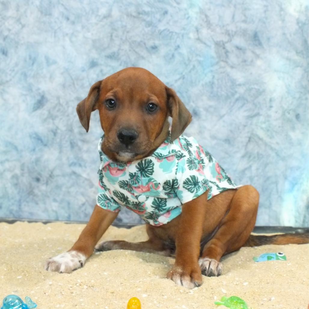 Enlarge Tio, a Adoptable mixed breed in Alexandria, VA image 1/6