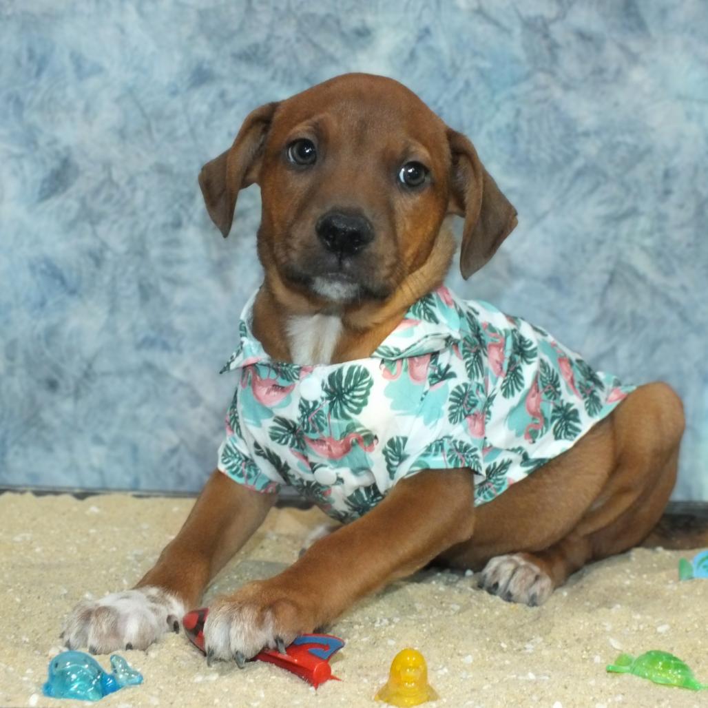 Enlarge Tio, a Adoptable mixed breed in Alexandria, VA image 2/6
