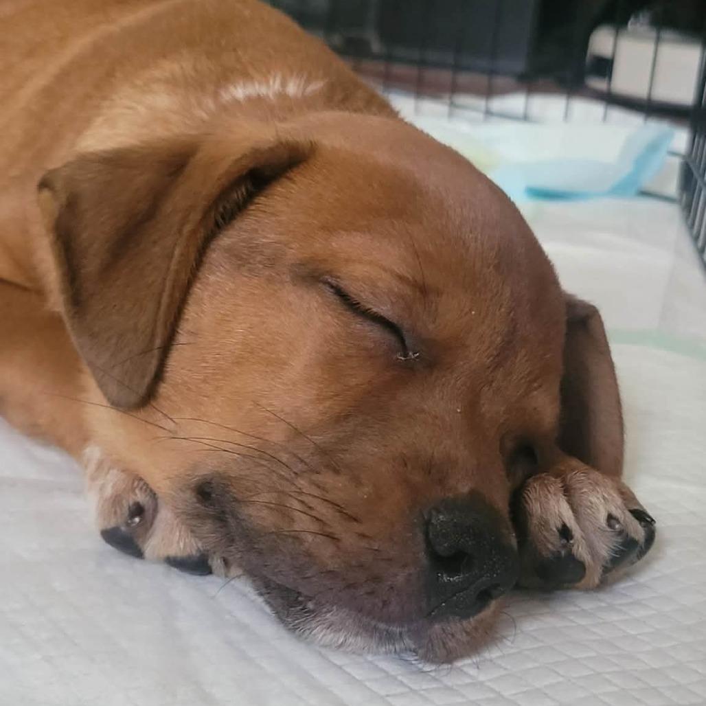 Enlarge Tio, a Adoptable mixed breed in Alexandria, VA image 3/6