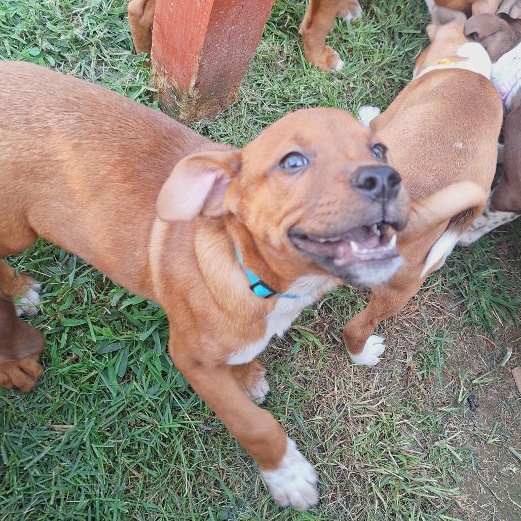 Enlarge Tio, a Adoptable mixed breed in Alexandria, VA image 4/6