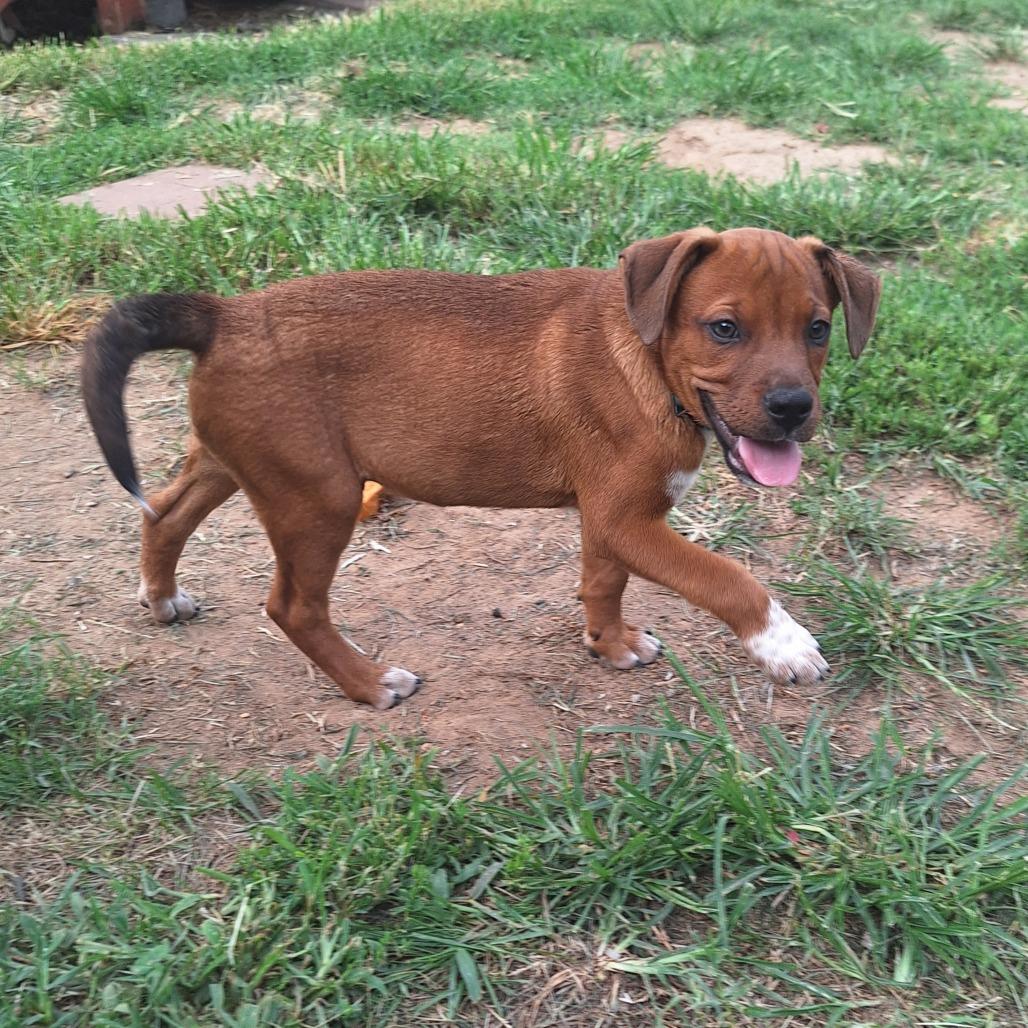 Enlarge Tio, a Adoptable mixed breed in Alexandria, VA image 5/6