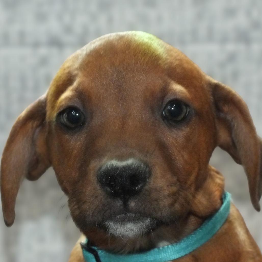 Enlarge Tio, a Adoptable mixed breed in Alexandria, VA image 6/6