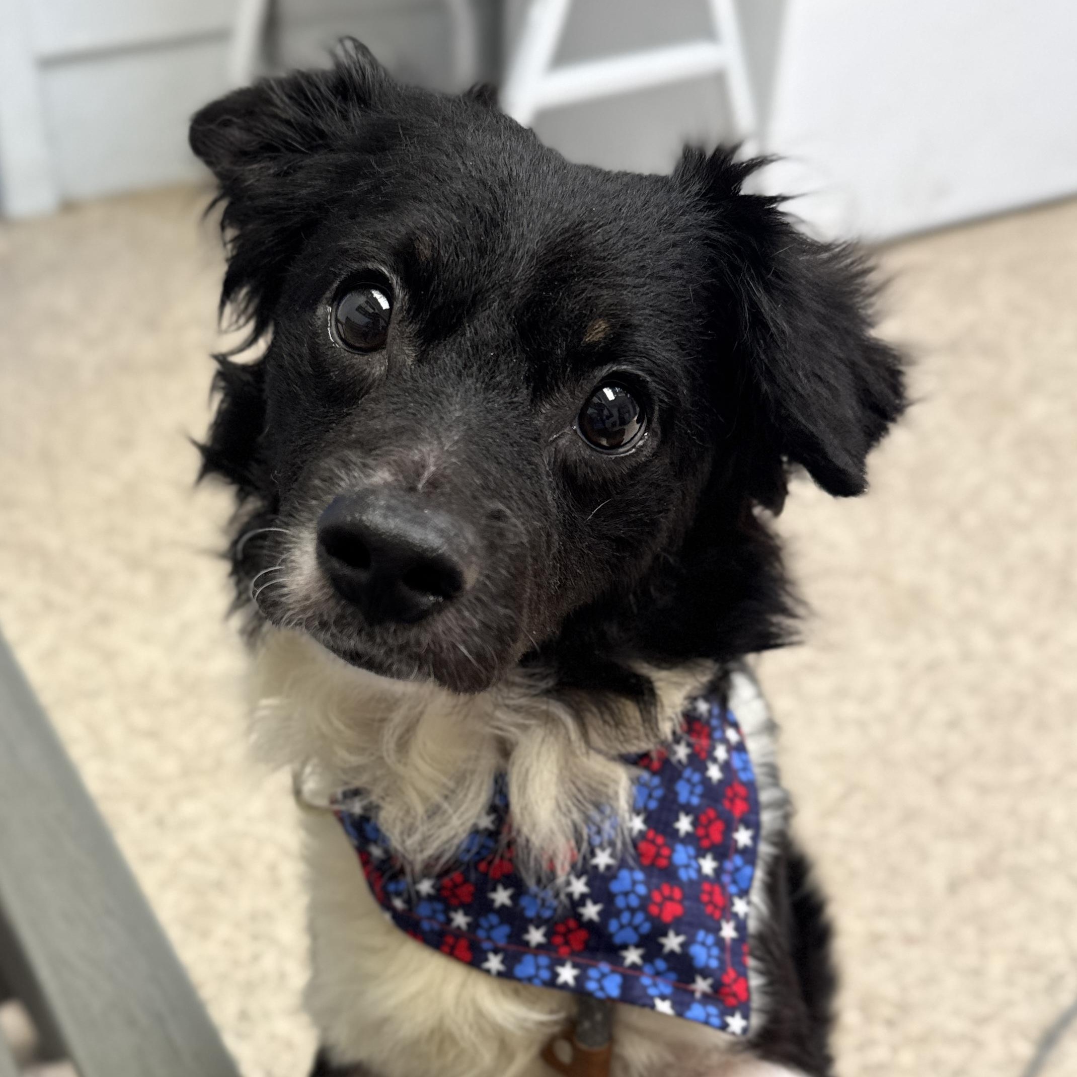 Oreo, adopted, Adult Male Chihuahua.