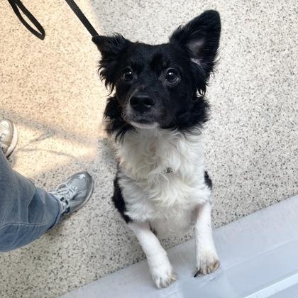 Oreo, an adopted mixed breed in Philadelphia, PA image 2/2