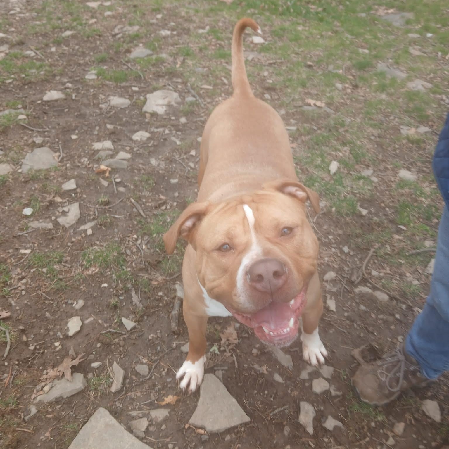 Lyle , ADOPTABLE, Adult Male American Bully.