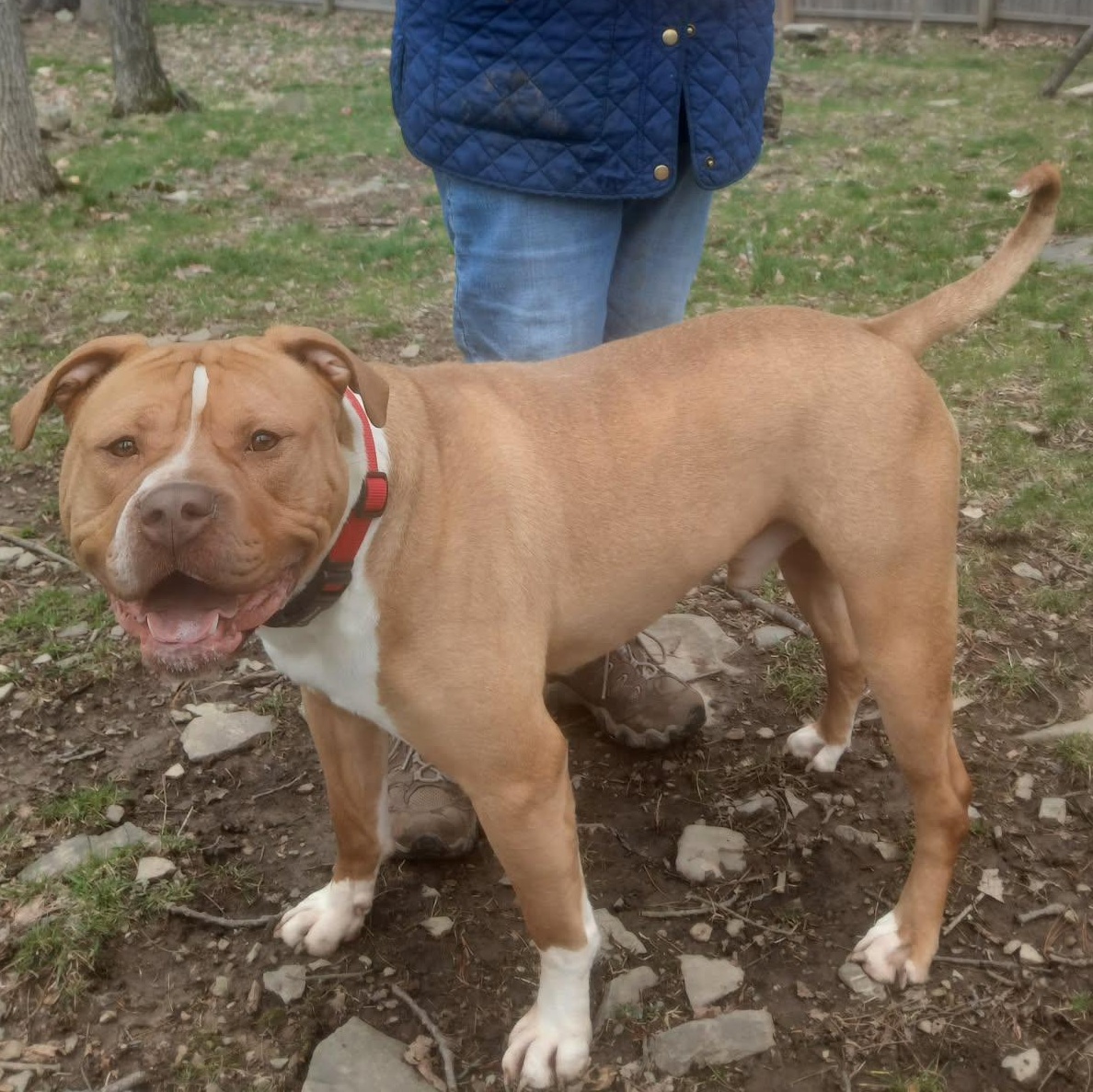 Enlarge Lyle , a ADOPTABLE mixed breed in Saugerties, NY image 3/6