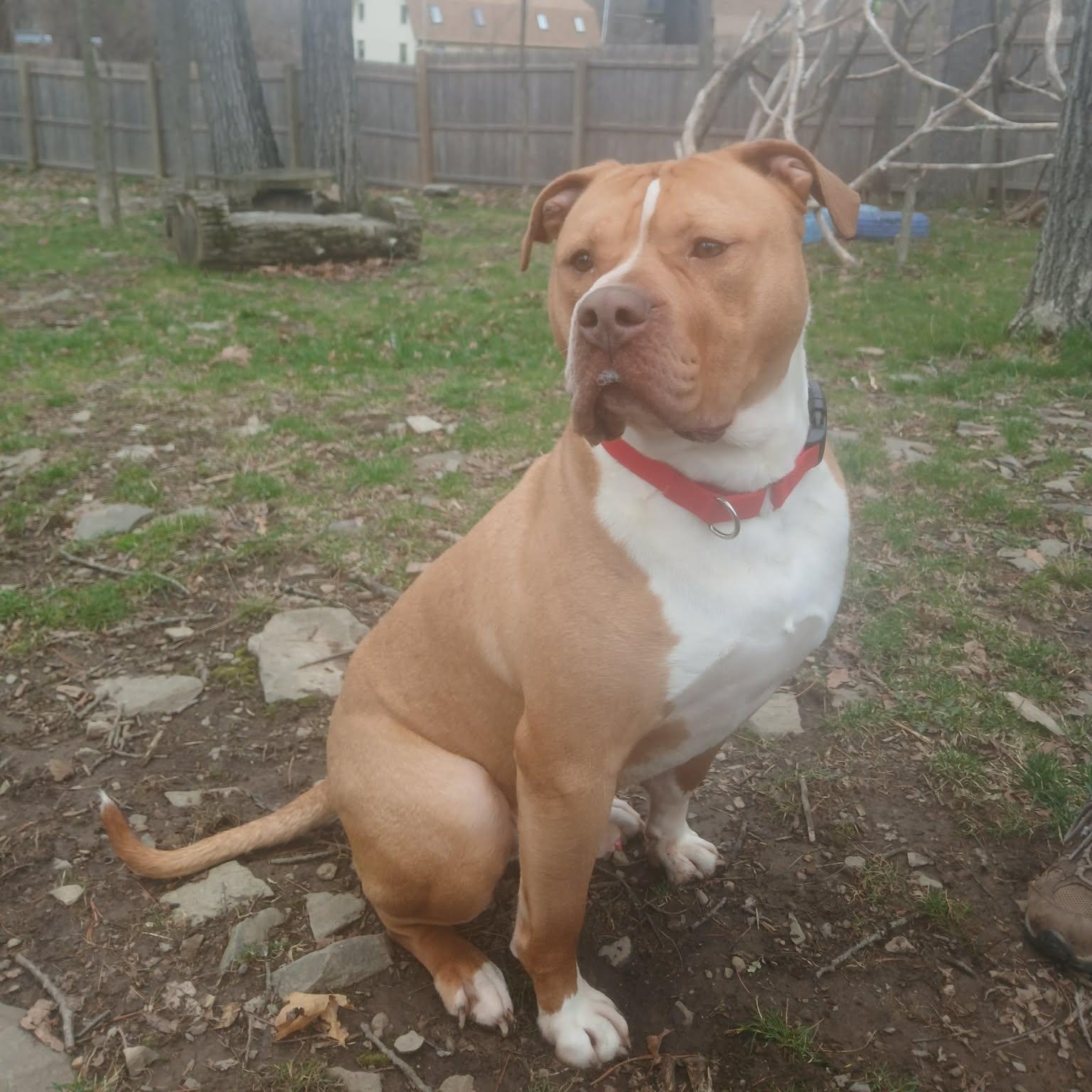 Enlarge Lyle , a ADOPTABLE mixed breed in Saugerties, NY image 5/6