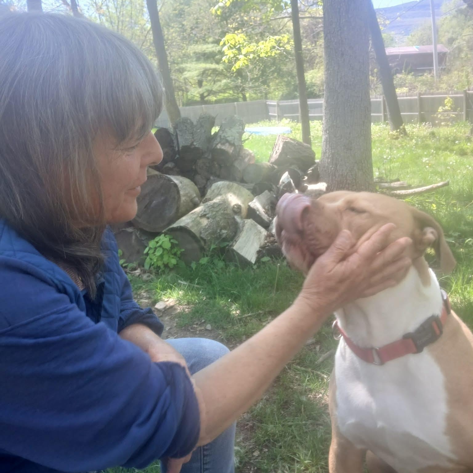 Lyle , a ADOPTABLE mixed breed in Saugerties, NY image 6/6