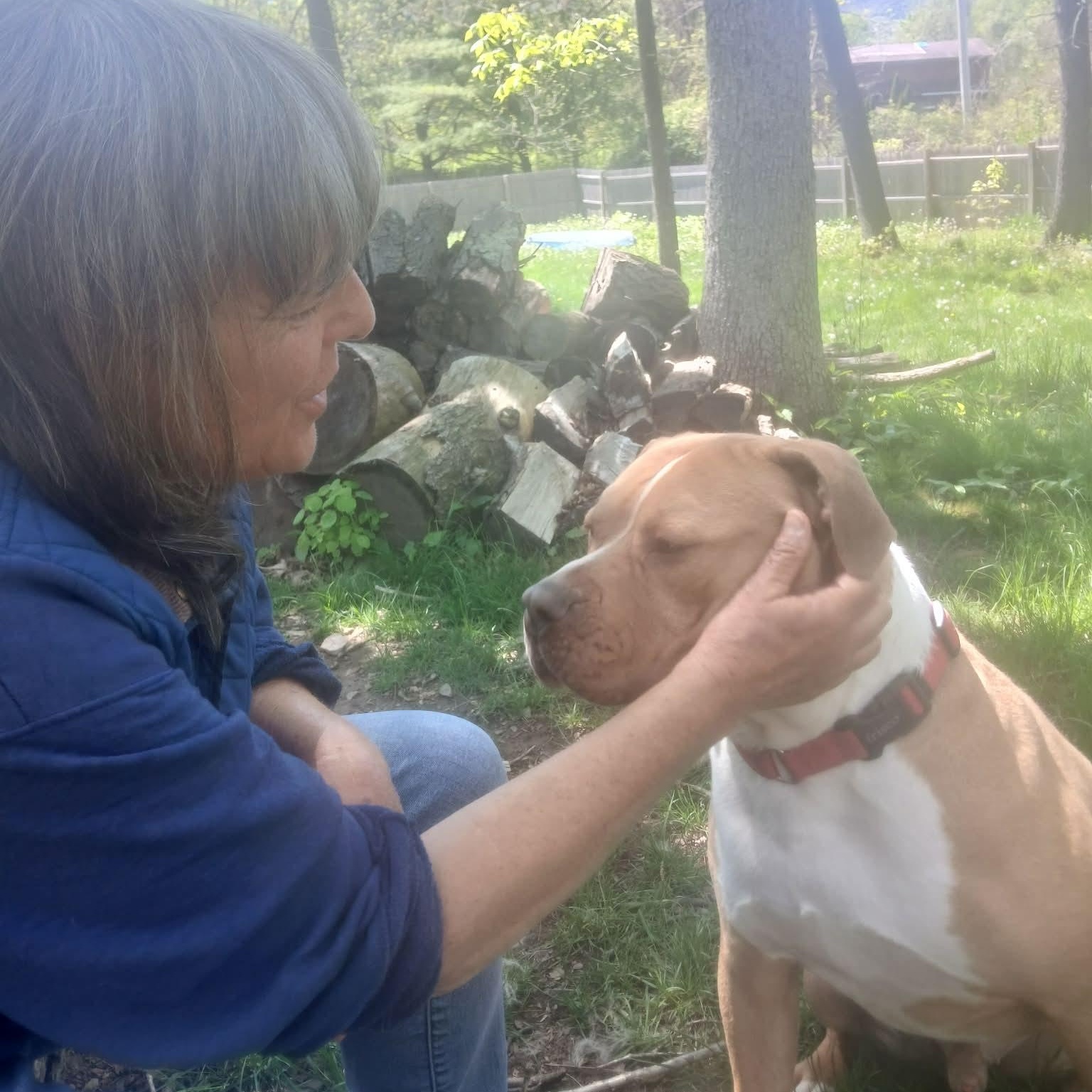 Lyle , ADOPTABLE, Adult Male American Bully.