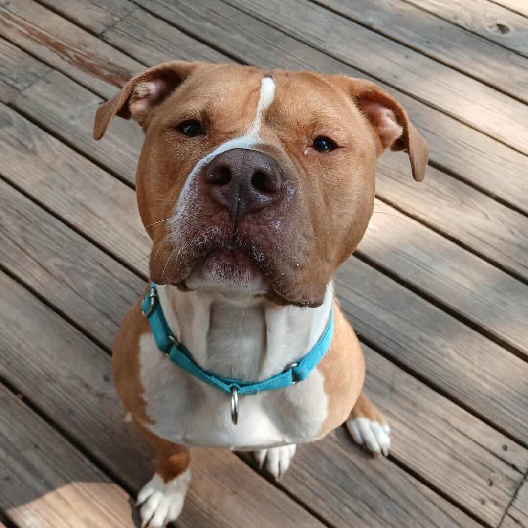 Enlarge Lyle , a ADOPTABLE mixed breed in Saugerties, NY image 4/6