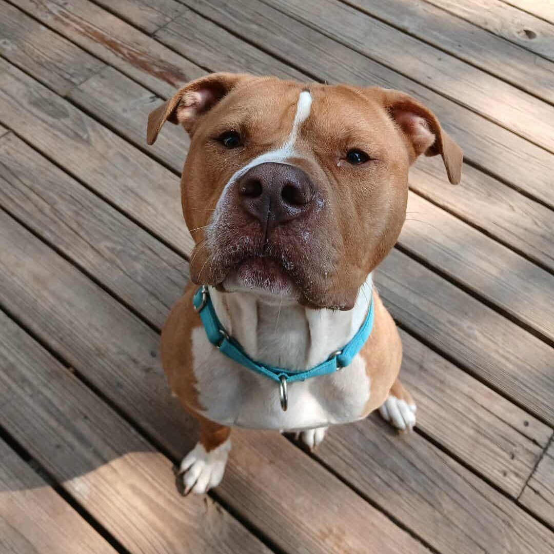 Enlarge Lyle , a ADOPTABLE mixed breed in Saugerties, NY image 6/6