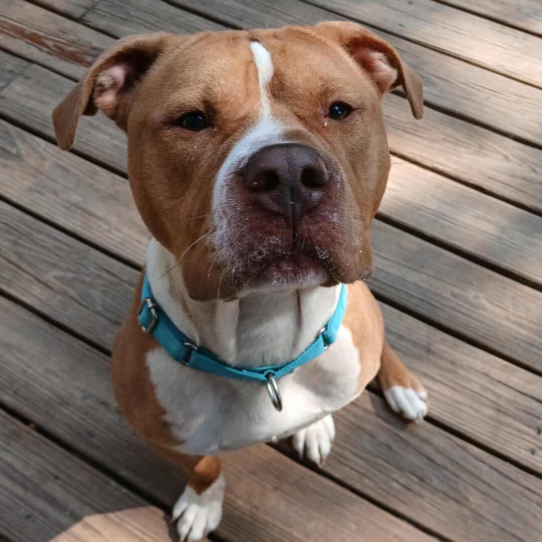 Enlarge Lyle , a ADOPTABLE mixed breed in Saugerties, NY image 2/6