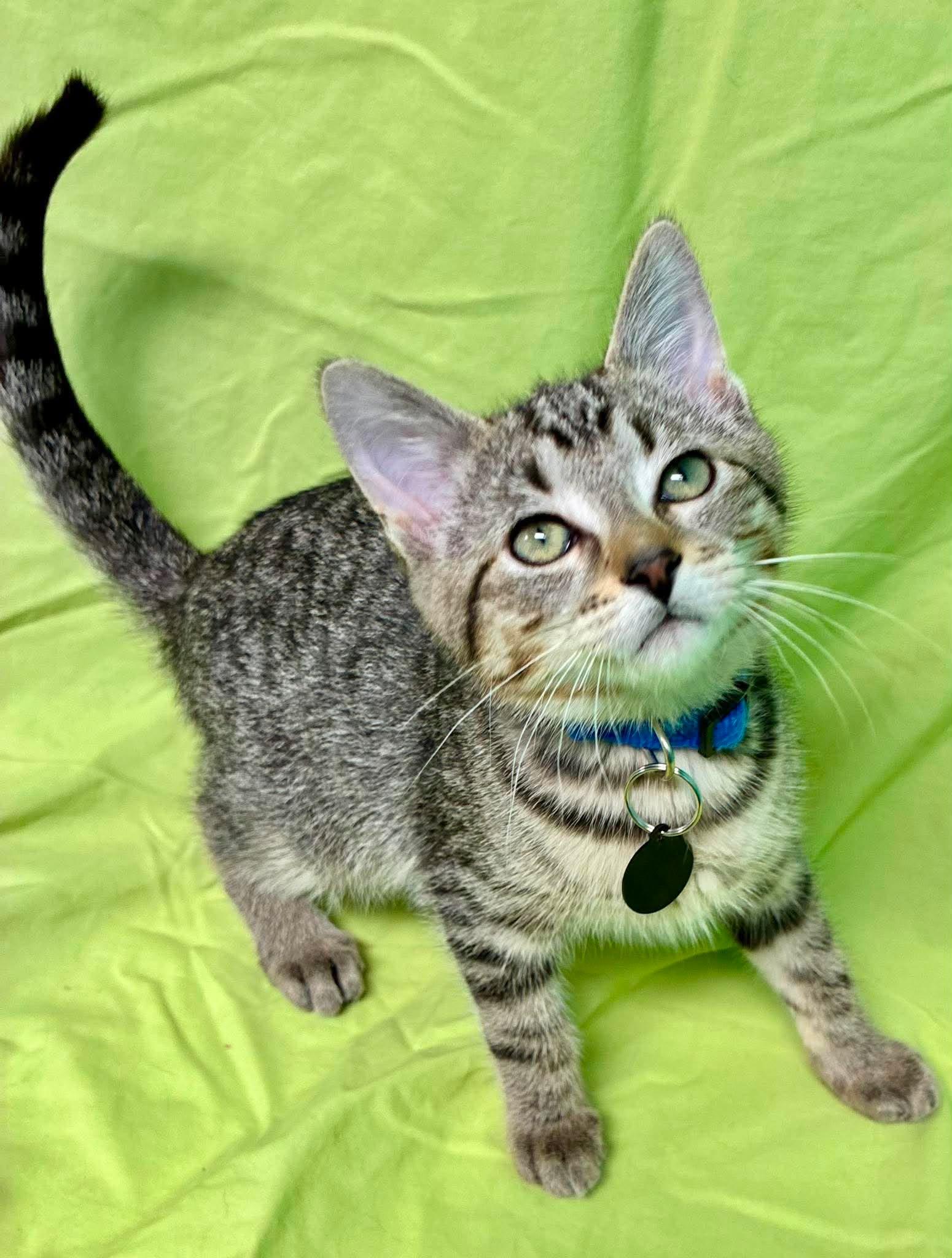 Enlarge Cucumber, a Adoptable Domestic Short Hair in Alexandria, MN image 2/2