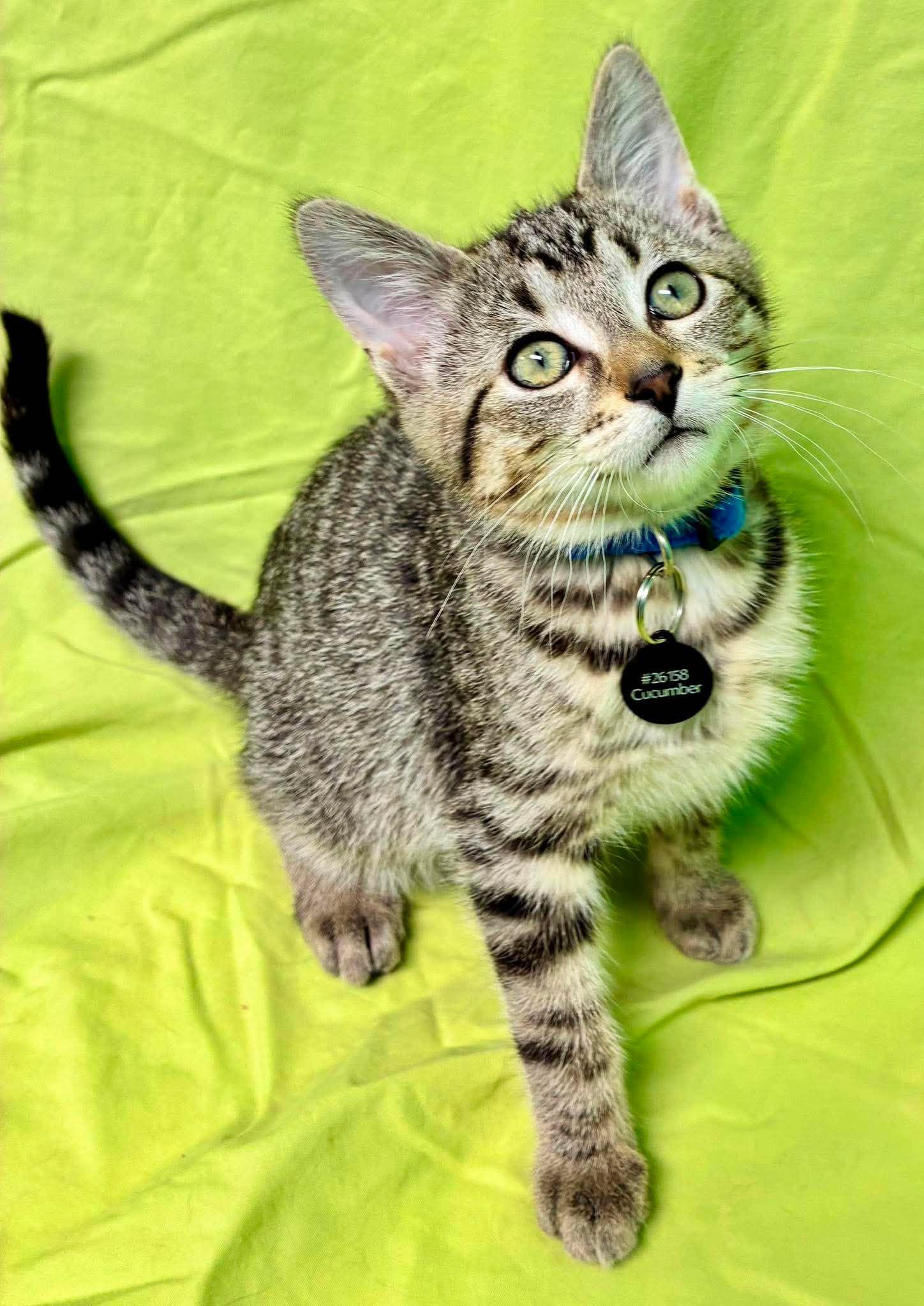 Enlarge Cucumber, a Adoptable Domestic Short Hair in Alexandria, MN image 1/2