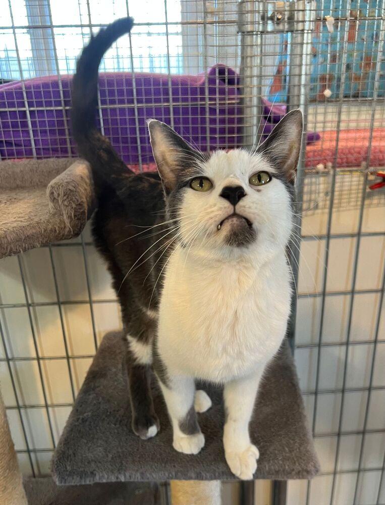 Gibbs, a Adoptable Domestic Short Hair in McPherson, KS image 1/2