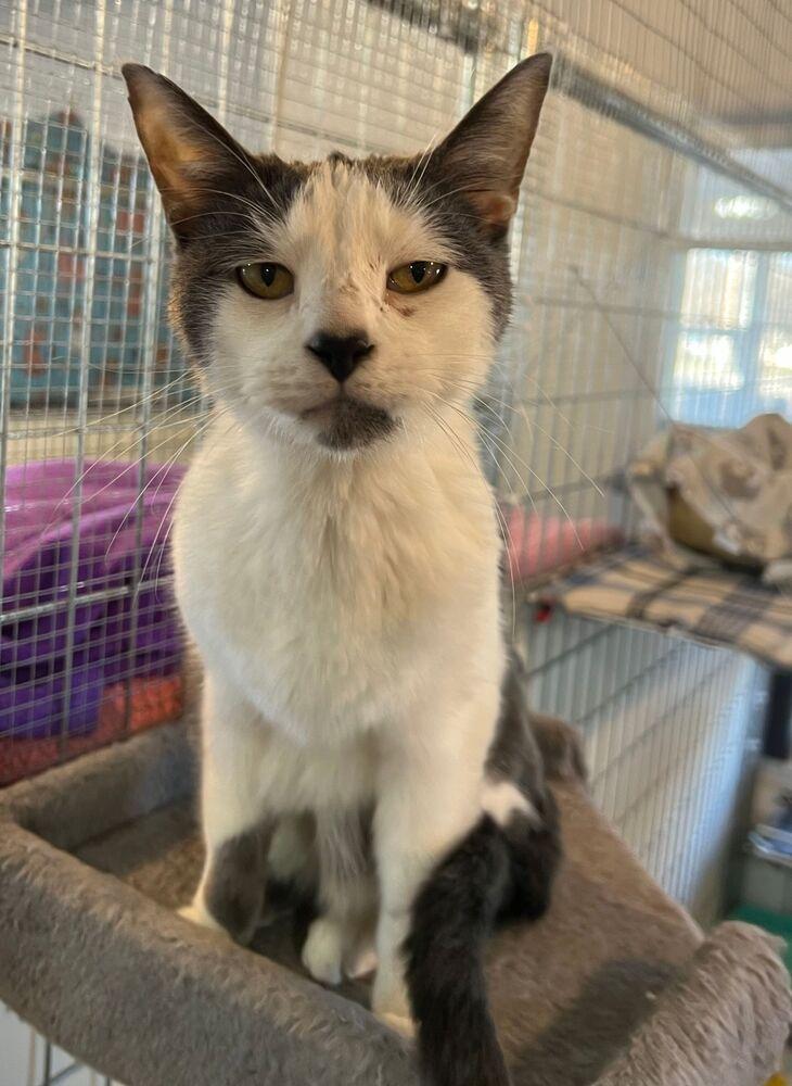 Gibbs, a Adoptable Domestic Short Hair in McPherson, KS image 2/2