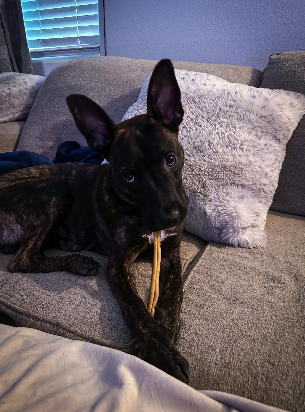 Ember, Adopted, Young Female German Shepherd Dog & American Staffordshire Terrier.