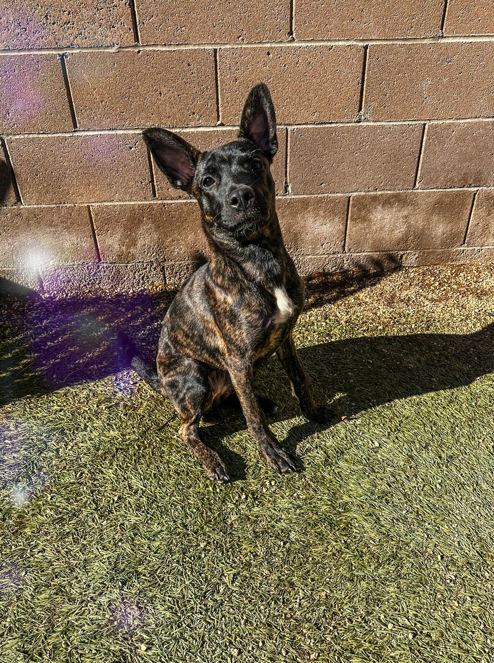 Enlarge Ember, a Adopted mixed breed in North Las Vegas, NV image 2/5