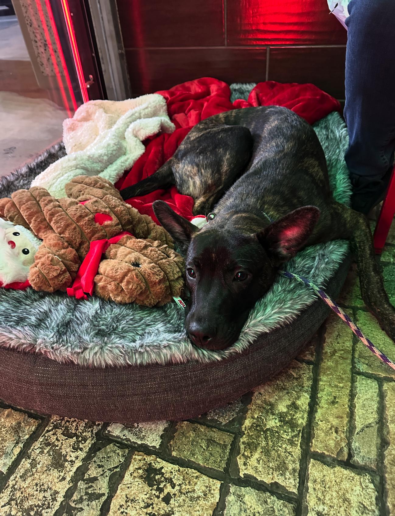 Enlarge Ember, a Adopted mixed breed in North Las Vegas, NV image 3/5