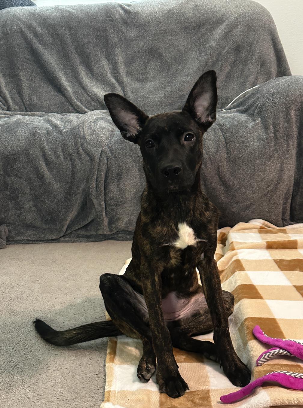 Enlarge Ember, a Adopted mixed breed in North Las Vegas, NV image 4/5