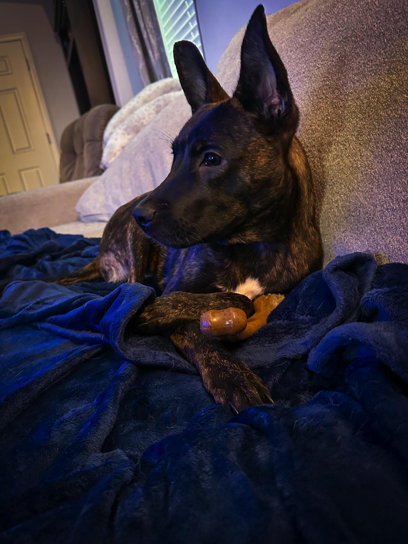 Enlarge Ember, a Adopted mixed breed in North Las Vegas, NV image 5/5