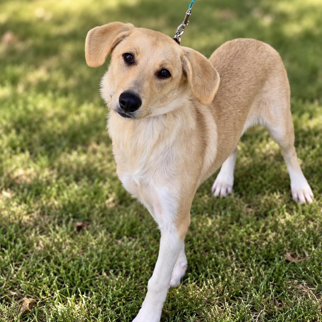 Darcy, Adoptable, Young Female Labrador Retriever.