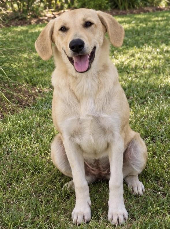 Enlarge Darcy, a Adoptable mixed breed in Mendham, NJ image 2/3
