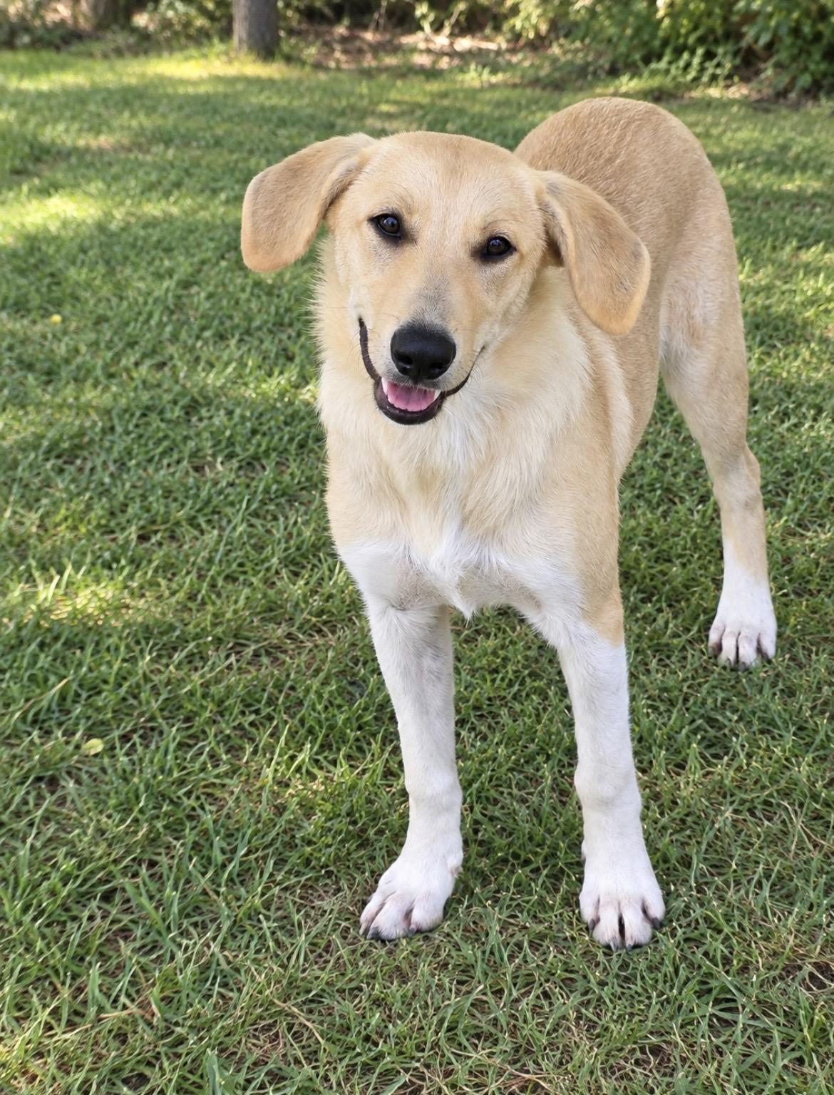 Enlarge Darcy, a Adoptable mixed breed in Mendham, NJ image 3/3