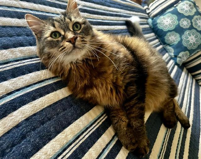 Enlarge Mini, a Adoptable Domestic Long Hair in Oceanside, CA image 1/6
