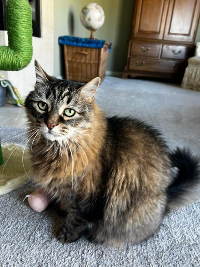 Enlarge Mini, a Adoptable Domestic Long Hair in Oceanside, CA image 2/6