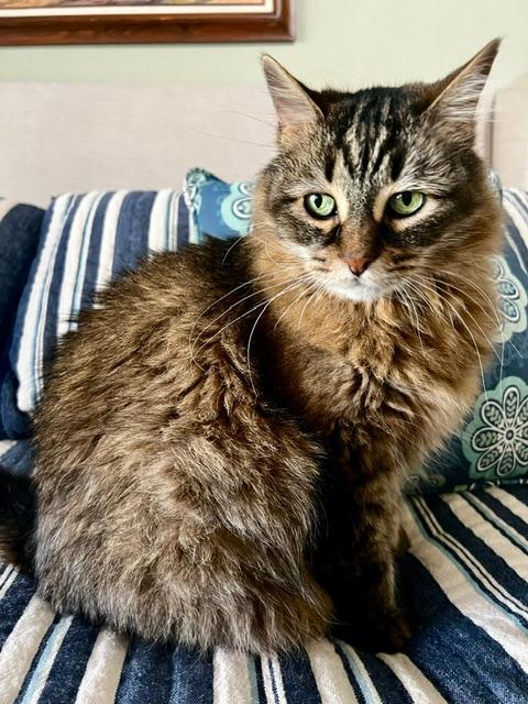 Enlarge Mini, a Adoptable Domestic Long Hair in Oceanside, CA image 3/6