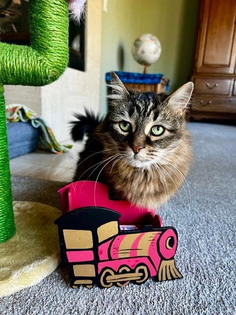 Enlarge Mini, a Adoptable Domestic Long Hair in Oceanside, CA image 4/6