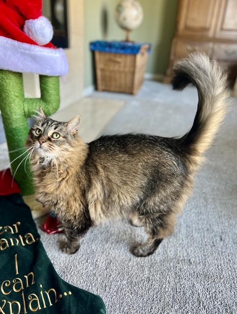 Enlarge Mini, a Adoptable Domestic Long Hair in Oceanside, CA image 5/6