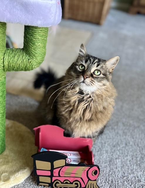 Enlarge Mini, a Adoptable Domestic Long Hair in Oceanside, CA image 6/6