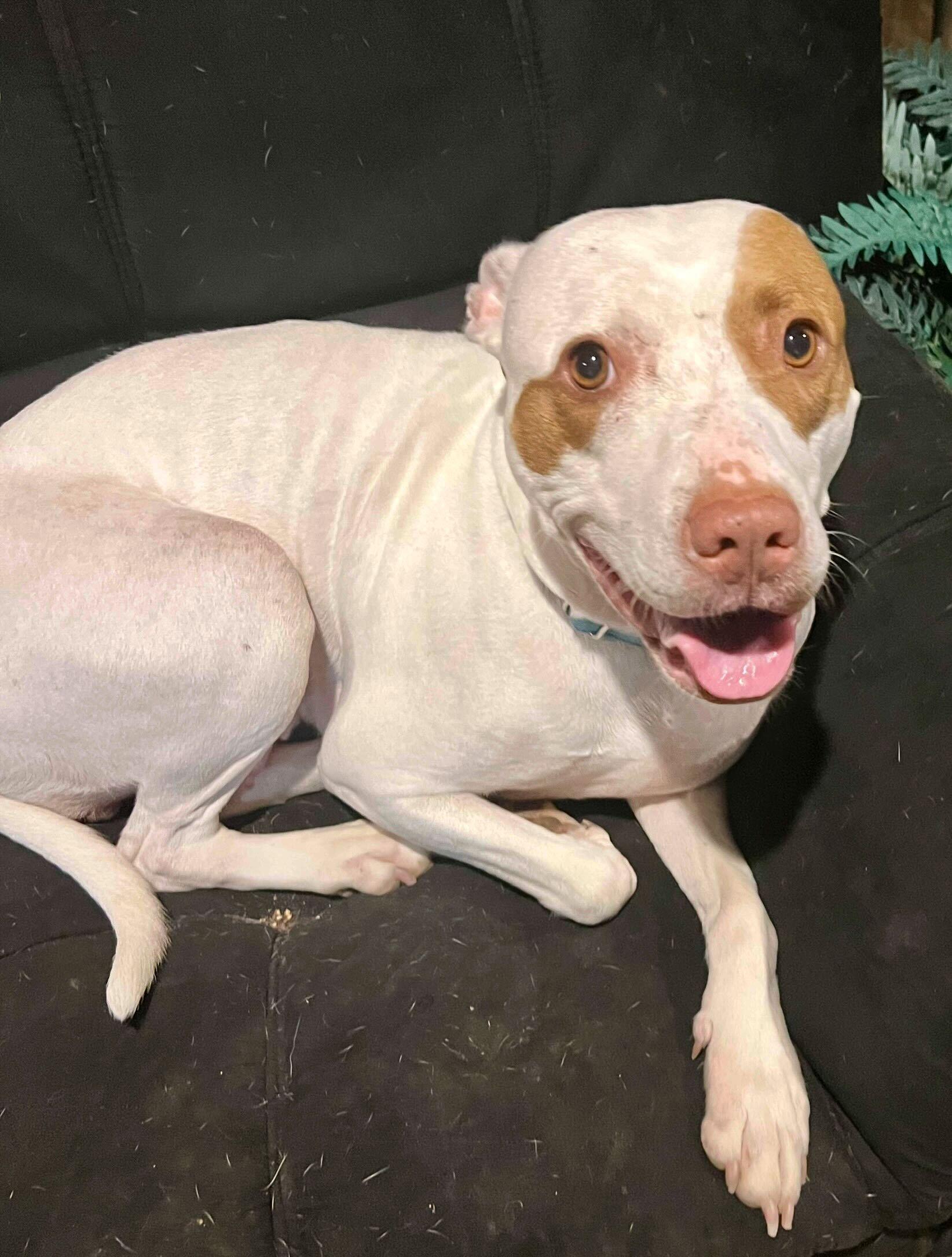 Enlarge Ruffles, a Adoptable mixed breed in Clarksburg, MO image 1/4