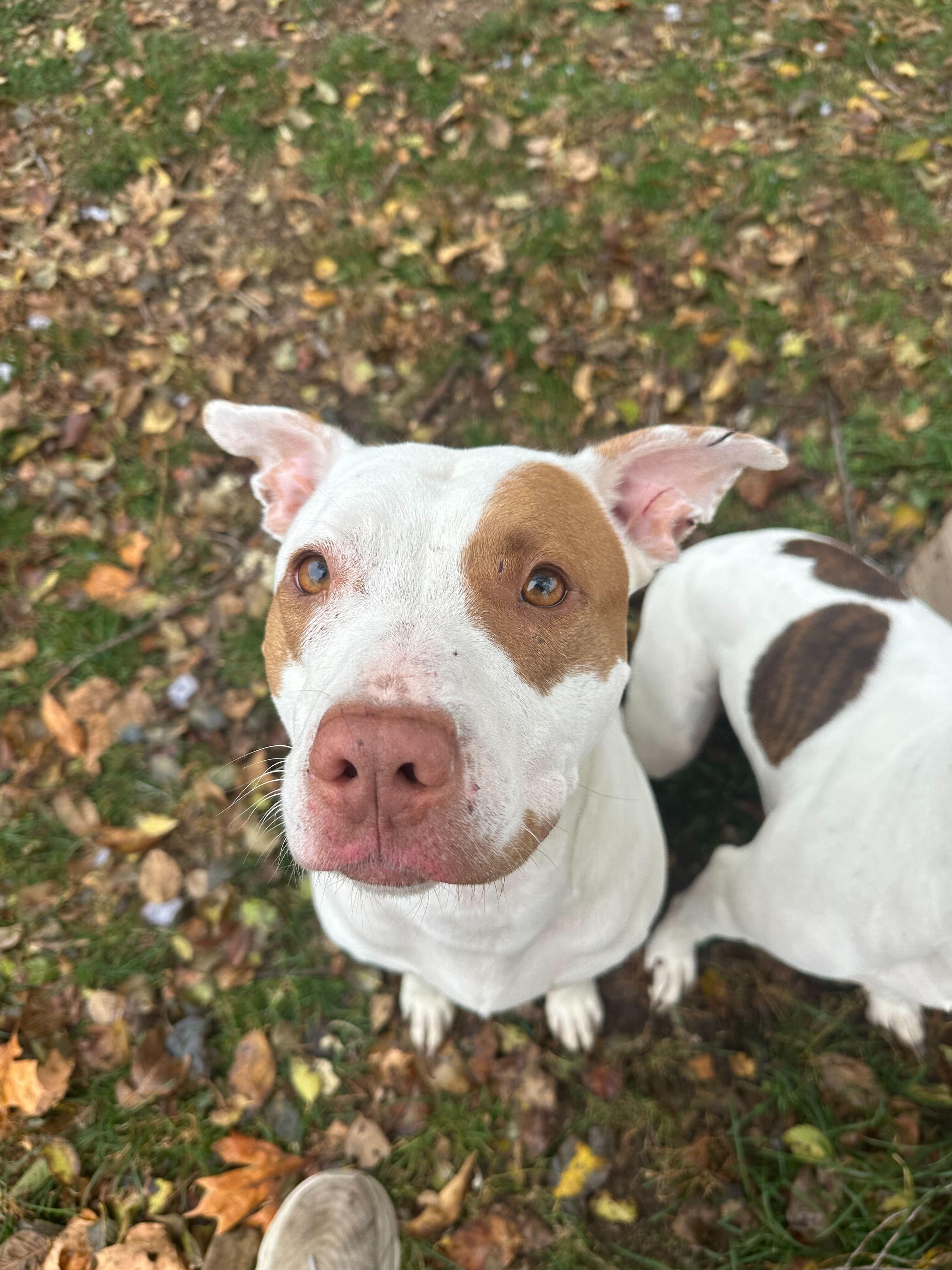 Enlarge Ruffles, a Adoptable mixed breed in Clarksburg, MO image 2/4