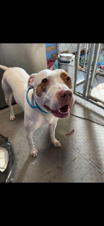 Enlarge Ruffles, a Adoptable mixed breed in Clarksburg, MO image 1/6