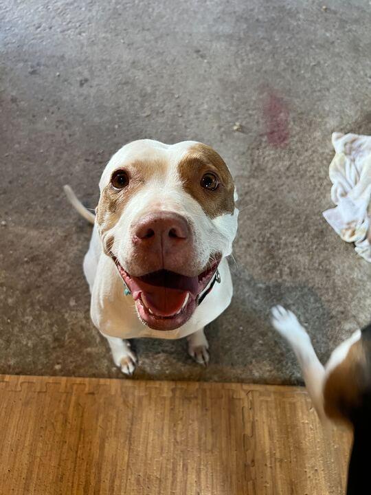 Enlarge Ruffles, a Adoptable mixed breed in Clarksburg, MO image 6/6