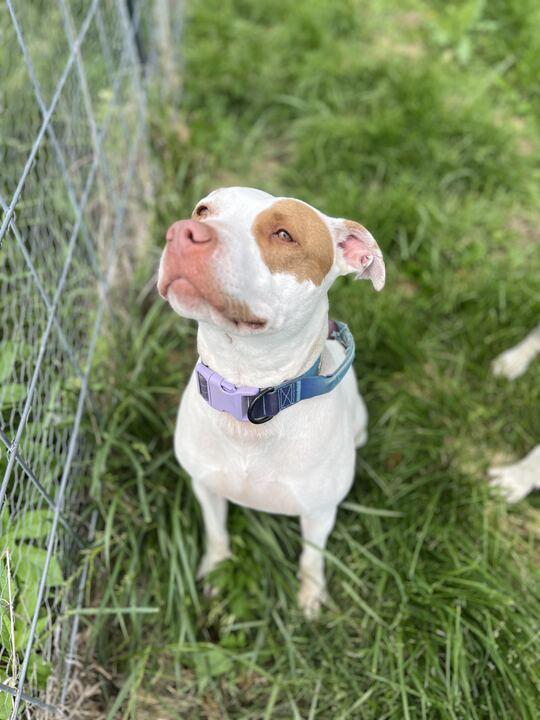 Ruffles, a Adoptable mixed breed in Clarksburg, MO image 4/6