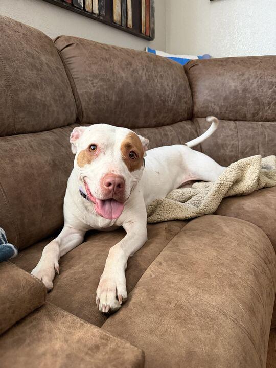 Ruffles, Adoptable, Adult Female Pit Bull Terrier.