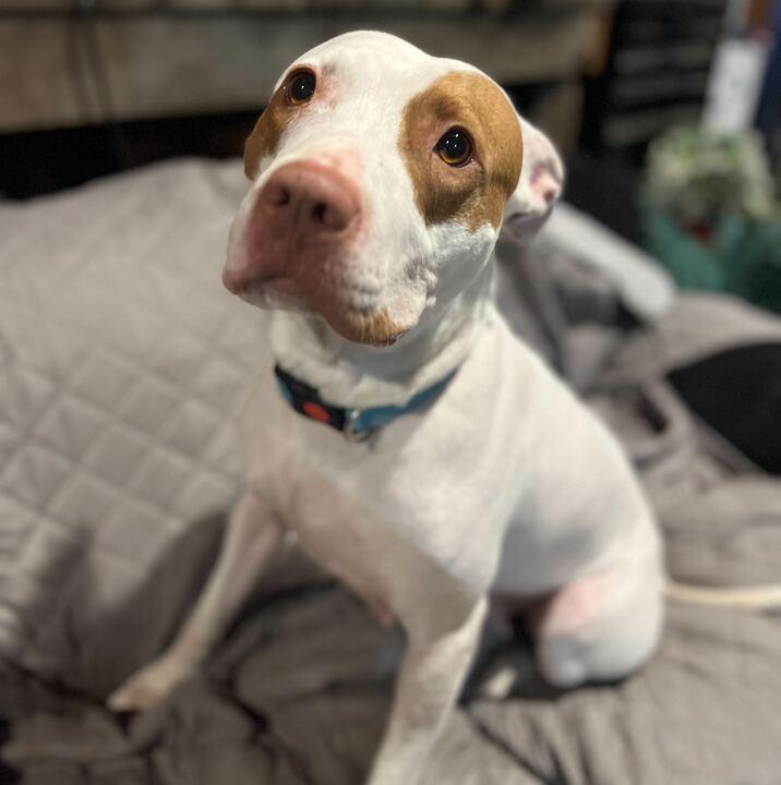 Ruffles, Adoptable, Adult Female Pit Bull Terrier.