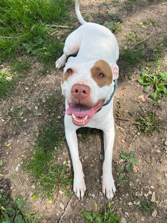 Enlarge Ruffles, a Adoptable mixed breed in Clarksburg, MO image 1/6