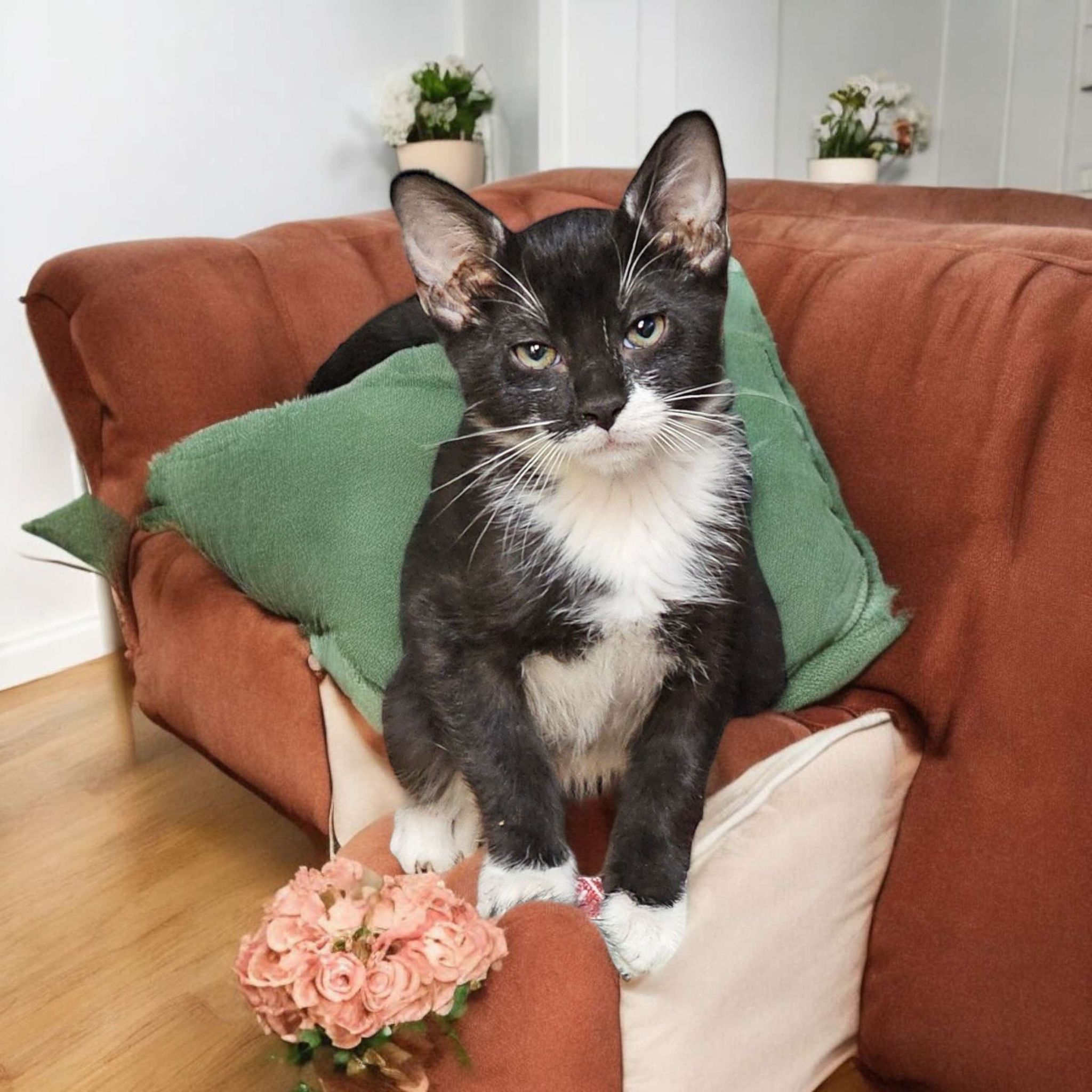 Cat for adoption Colin (Courtesy Post), a Domestic Short Hair in