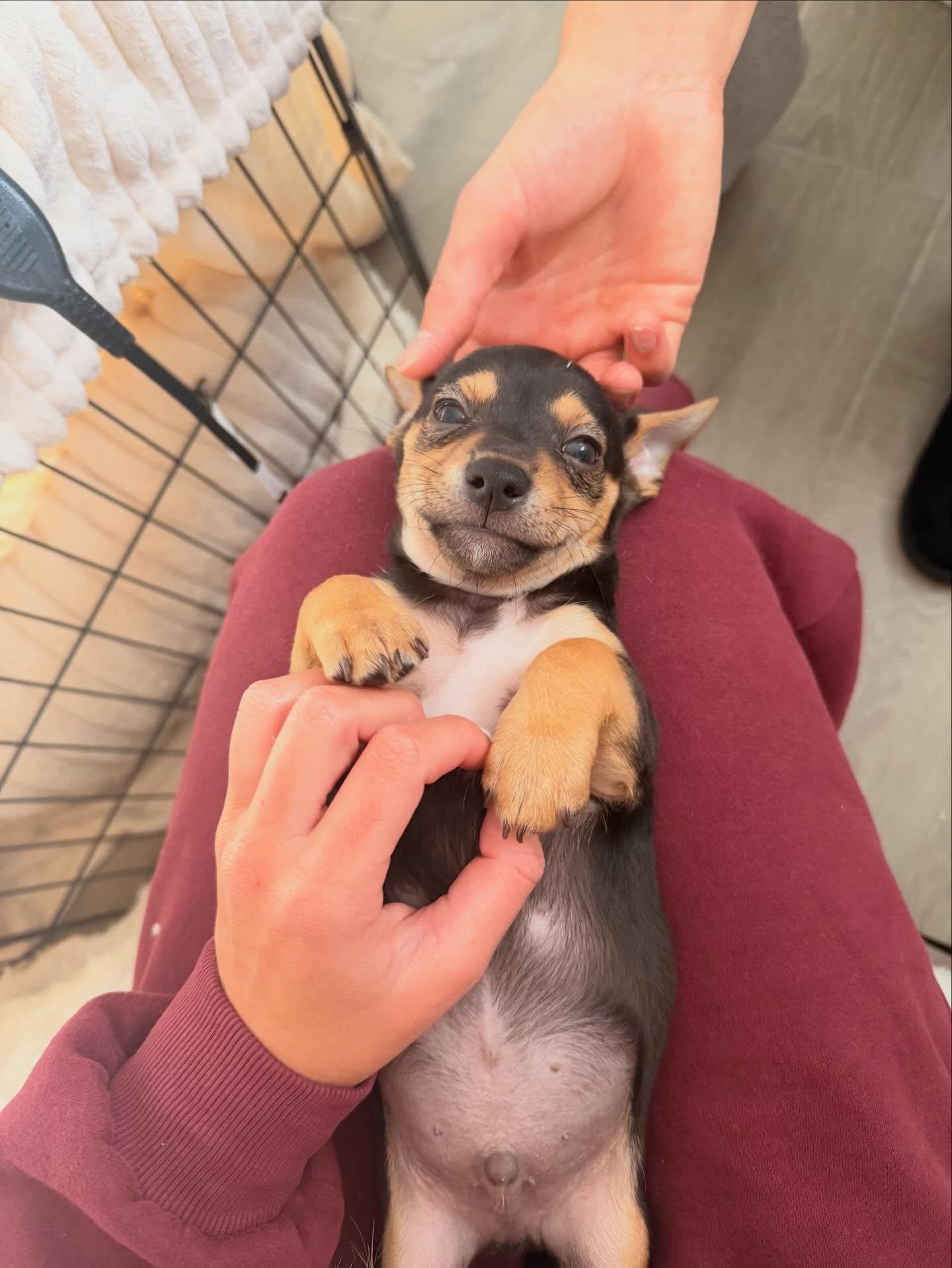 Enlarge Chuck, an adopted mixed breed in Naples, FL image 1/1