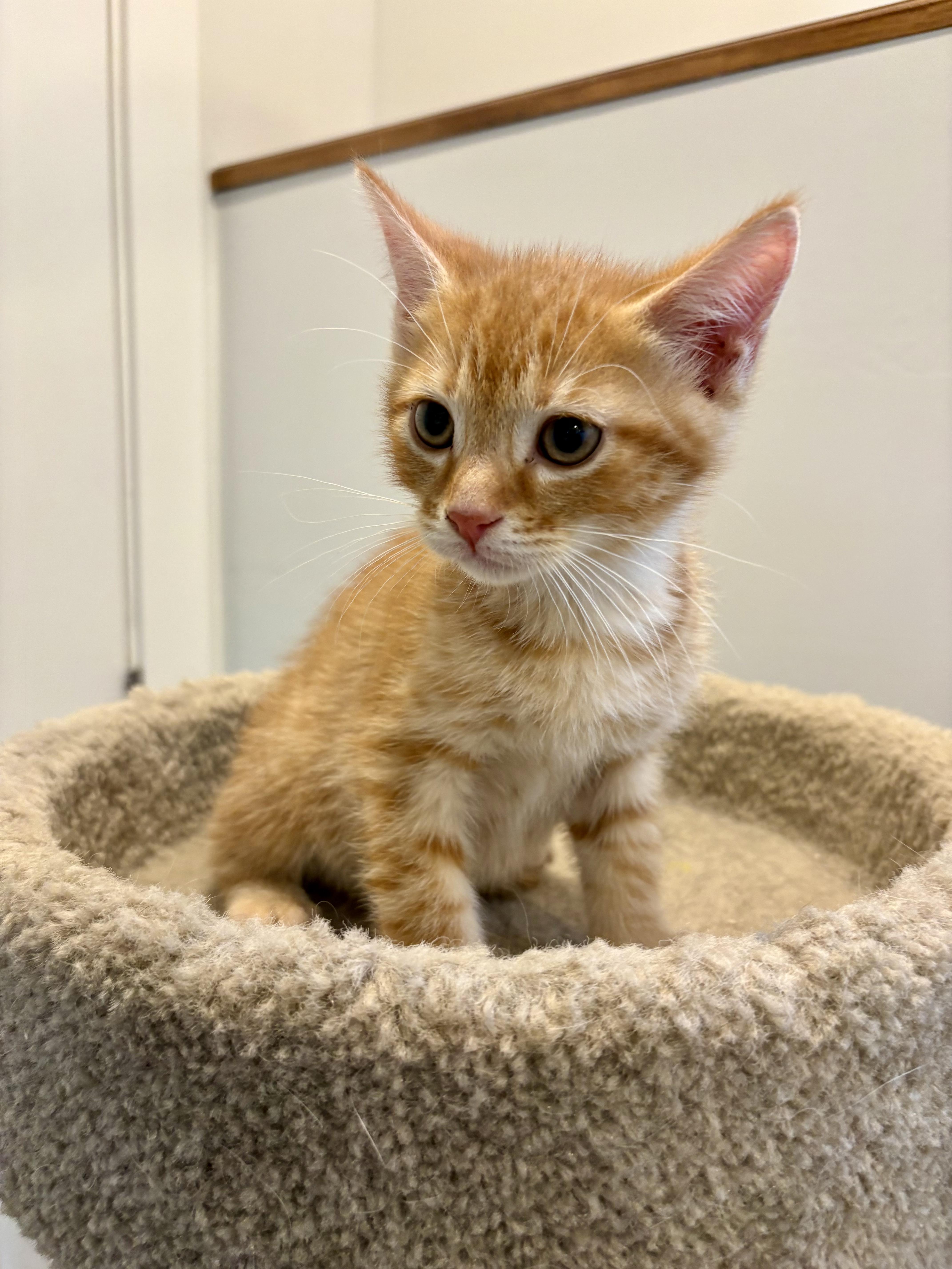 Enlarge Atlas, a Adoption Pending Domestic Short Hair in Wakefield, QC image 1/4