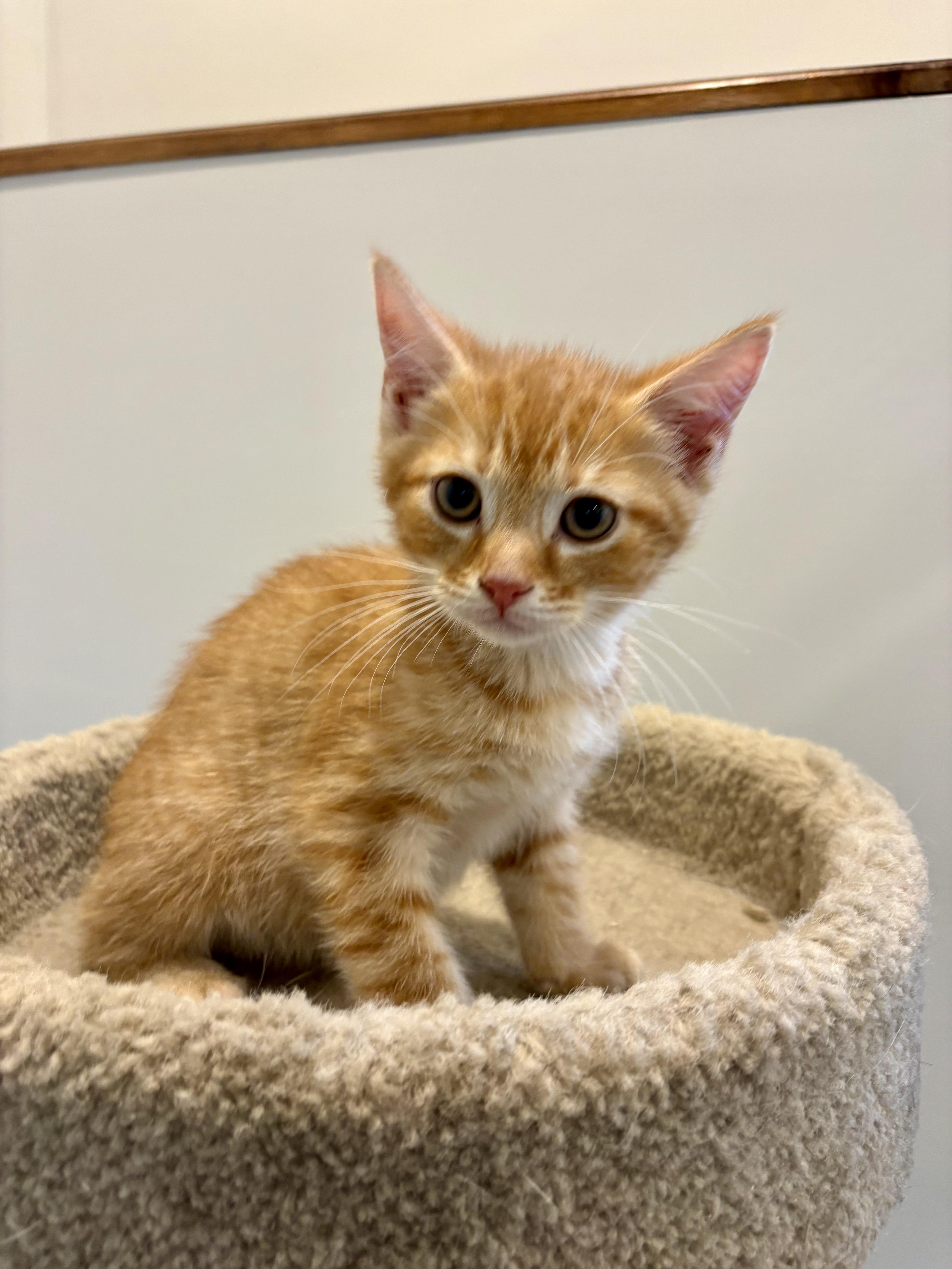 Enlarge Atlas, a Adoption Pending Domestic Short Hair in Wakefield, QC image 2/4