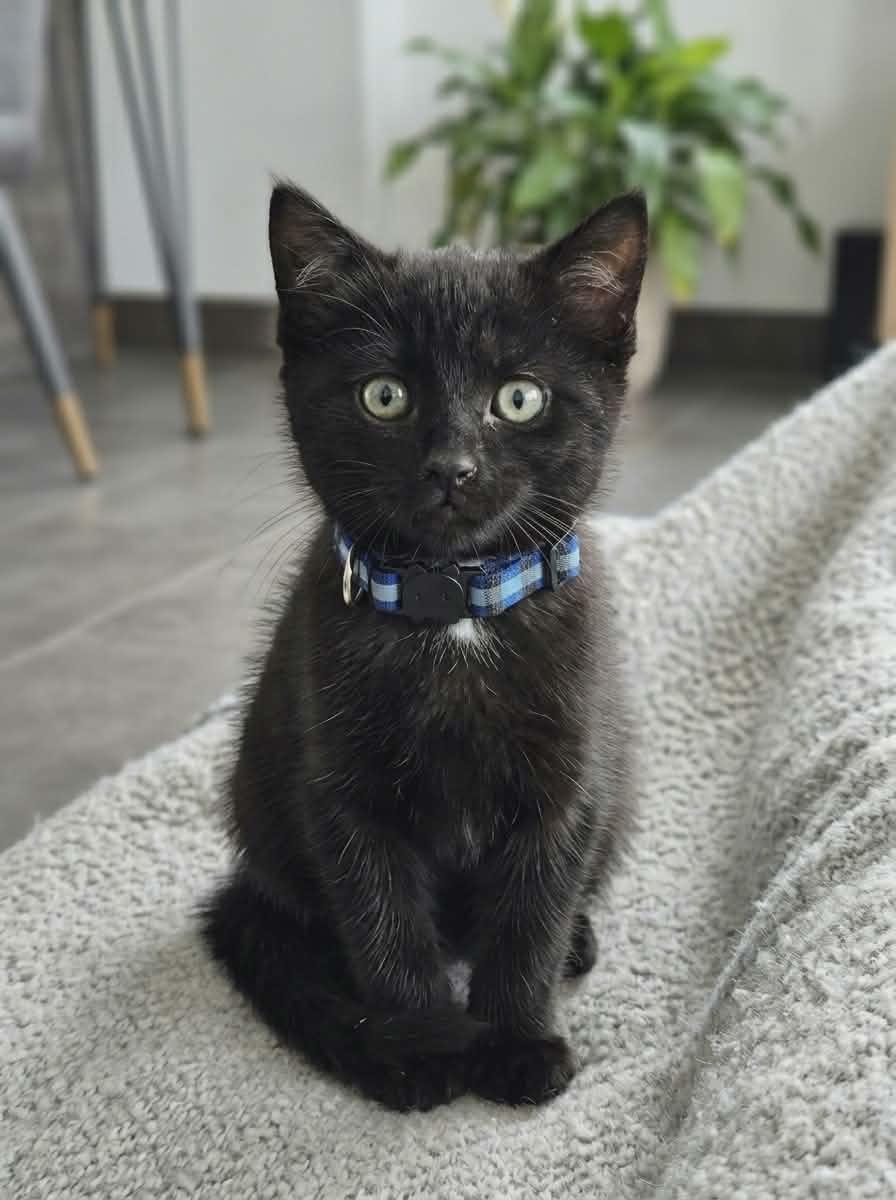 Shadow, a ADOPTABLE Domestic Short Hair in Wakefield, QC image 4/4