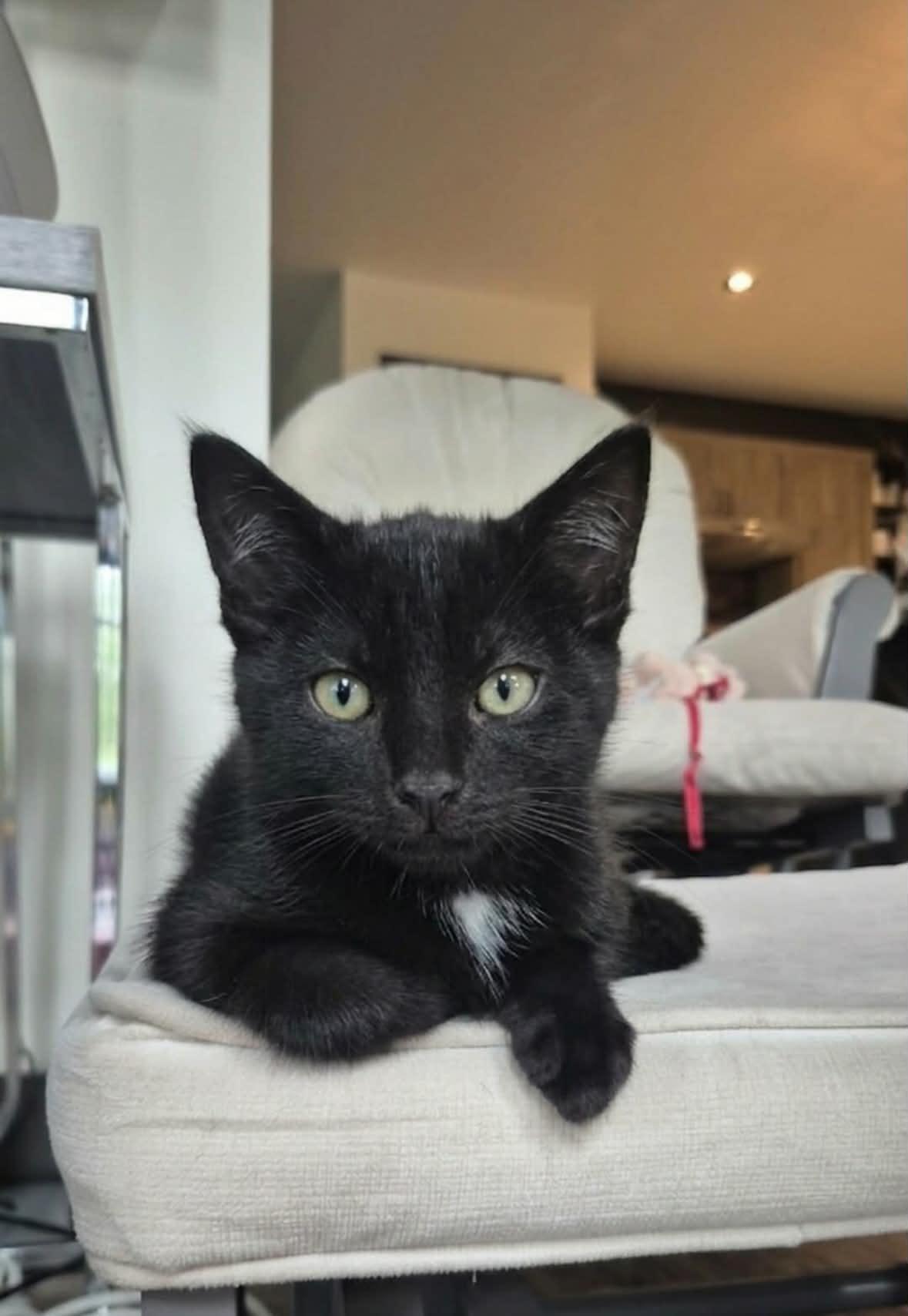 Shadow, a ADOPTABLE Domestic Short Hair in Wakefield, QC image 1/4