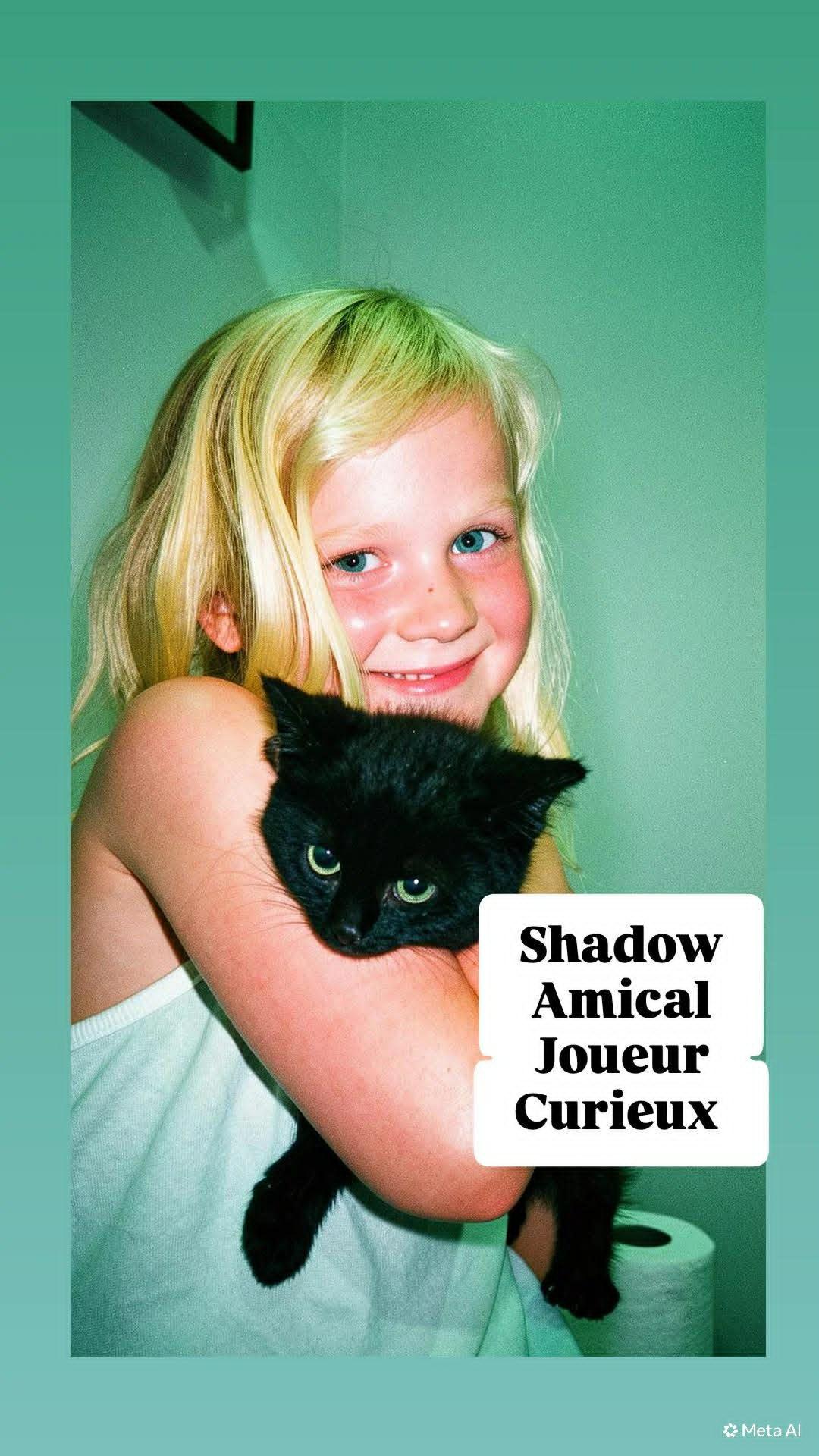 Shadow, a ADOPTABLE Domestic Short Hair in Wakefield, QC image 3/4