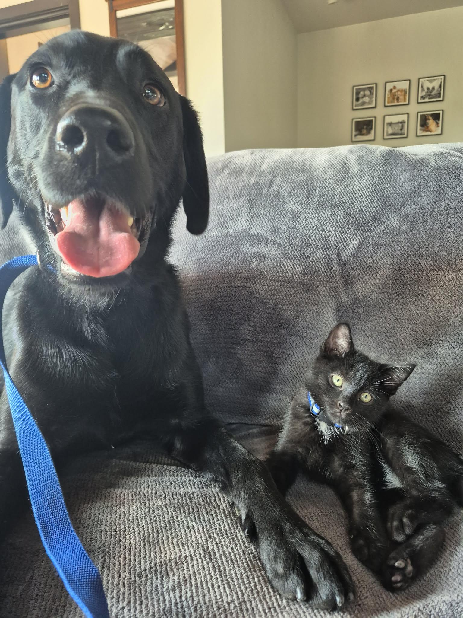 Shadow, a ADOPTABLE Domestic Short Hair in Wakefield, QC image 2/4